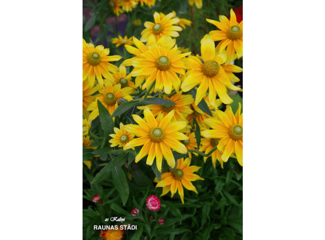 Rudbeckia hirta   'Prairie Sun'